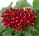 Пентас Graffiti Deep Red  po-GraffitiDeepRed-500 фото 2