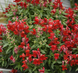 Львиный зев Crackle&Pop Scarlet pro-lvizevcrascanew202-1000 фото 3