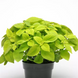 Колеус Premium Sun Lime Delight pro-kolpresLimeDelight-100 фото 2