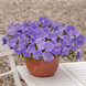 Петунія E3 Easy Wave F1 Sky Blue E3EasyWaveSkyBlue фото 2