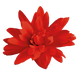 Бегонія Funky F1 Red FunkyRed фото 3