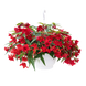 Бегонія Funky F1 Red FunkyRed фото 1