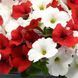 Петунія E3 Easy Wave F1 Peppermint Mix pro-E3EasyWavePeppermintMix-100 фото 2