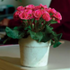 Примула Primlet Rose Edge PrimletRoseEdge-5 фото 2