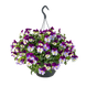 Віола Highflyer F1 Violet Face  HighflyerewMix фото 1