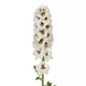 Дельфиниум Delphina White Black Bee pro-deldelwhiblabee-1000 фото 1