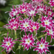 Флокс Popstars Rose with Eye imp pro-flopoproswiteye-1000 фото 1
