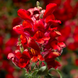 Львиный зев Crackle&Pop Scarlet pro-lvizevcrascanew202-1000 фото 1