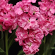 Маттиола Katz Pink pro-matkatpin-1000 фото 1
