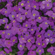 Обрієта Audrey F1 Purple Shades pro-obraudf1pursha-1000 фото 2