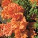 Портулак великоквітковий Sundial Orange pro-SundialOrange-1000 фото 2