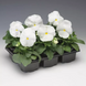 Вiола Colossus F1 White ColossusWhite-10 фото 4