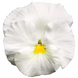 Вiола Colossus F1 White ColossusWhite-10 фото 1