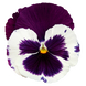 Вiола Inspire DeluXXe F1 White Violet Wing pro-InspireDeluXXeWhiteViW-500 фото 3