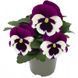 Вiола Inspire DeluXXe F1 White Violet Wing pro-InspireDeluXXeWhiteViW-500 фото 1