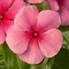 Вінка SunJewels Strawberry pro-vinsunstr-1000 фото 1