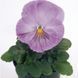 Виола кустовая Inspire F1 Lavender Pink pro-viokusinsf1lavpin-500 фото 3