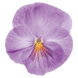 Виола кустовая Inspire F1 Lavender Pink pro-viokusinsf1lavpin-500 фото 1