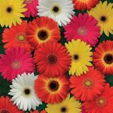 Гербера Colorbloom Mix pro-gercolmix-100 фото