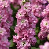 Маттіола Mathilda Antique Rose  pro-matmatantrosnew202-1000 фото