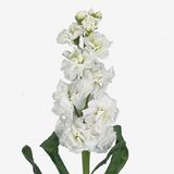 Маттіола Arrow White pro-matarrwhi-1000 фото