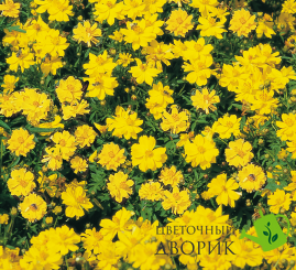 Космос Cosmic Yellow pro-CosmicYellow-1000 фото
