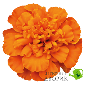 Тагетес Super Hero Deep Orange SuperHeroDeepOrange фото