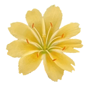Левізія Elise Golden Yellow EliseGoldenYellow-5 фото