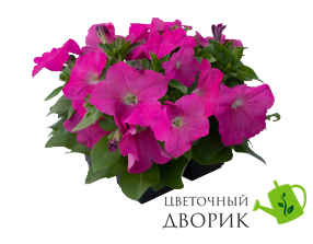 Петунія BOOM! HD Pink BOOM!HDPink фото