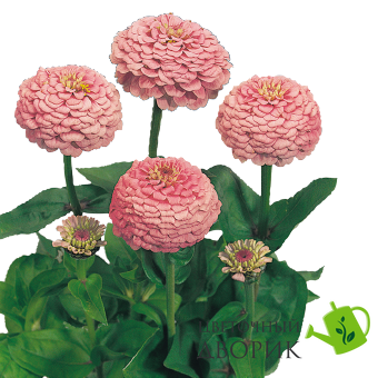 Цинния Oklahoma Pink OklahomaPink фото