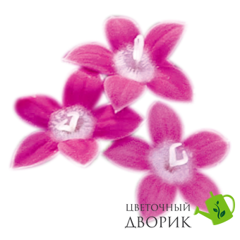 Пентас Graffiti Lavender Pink  po-GraffitiLavenderPink-500 фото