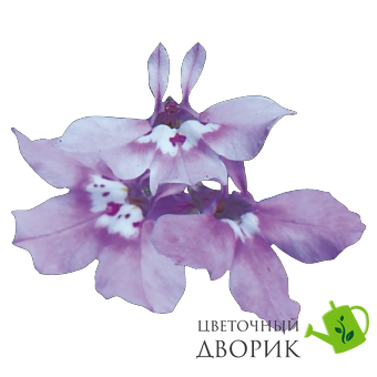 Лобелия Palace Lilac pro-lobpallil-10000 фото