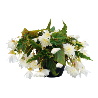 Бегония Funky F1 White FunkyWhite фото
