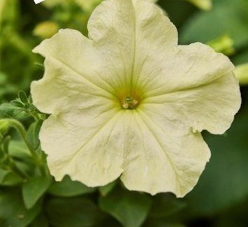 Петунiя Tango Yellow Lime New2027 pro-TangoYellowLime-1000s фото