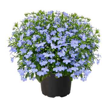 Лобелія Masterpiece F1 Sky Blue New2027 pro-MasterpieceSkyBlue-500 фото
