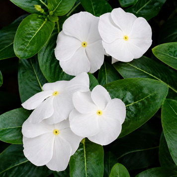 Винка Victory Pure White VictoryPureWhite фото