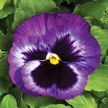 Вiола Colossus F1 Lavender Surprise pro-ColossusLavenderS-1000 фото
