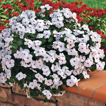 Вінка Cora Cascade XDR Polka Dot pro-vincorcaspoldot-500 фото