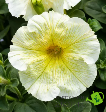 Петуния Prism F1 Sunshine pro-PrismSunshin-1000seed фото