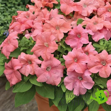 Петунія Duvet F1 Salmon pro-petduvf1sal-1000dr фото