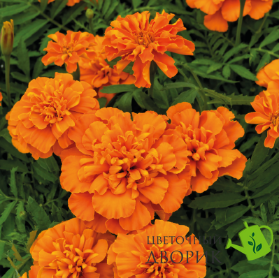 Тагетес Super Hero Deep Orange SuperHeroDeepOrange фото