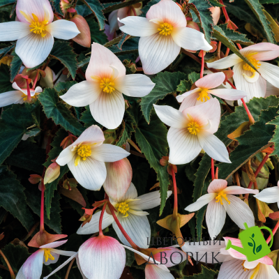 Бегония Funky F1 White FunkyWhite фото