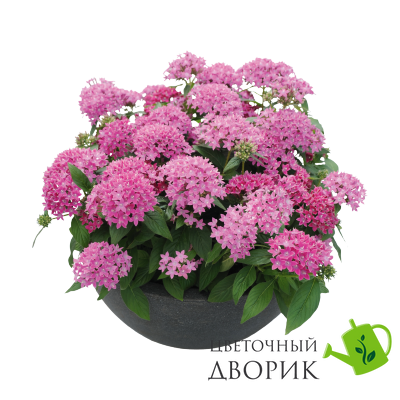 Пентас Graffiti Lavender Pink  po-GraffitiLavenderPink-500 фото