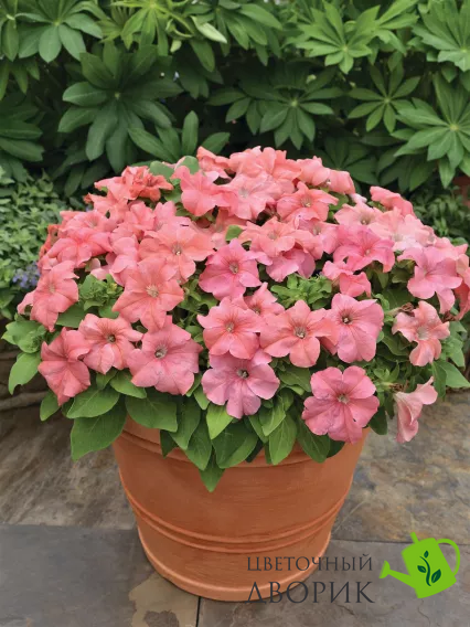 Петунія Duvet F1 Salmon pro-petduvf1sal-1000dr фото