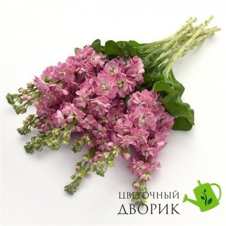 Маттіола Mathilda Antique Rose  pro-matmatantrosnew202-1000 фото