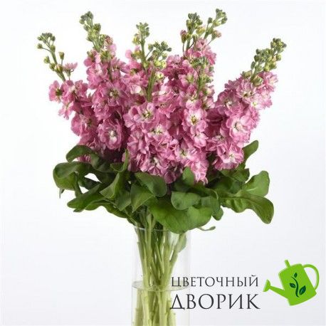 Маттіола Mathilda Antique Rose  pro-matmatantrosnew202-1000 фото