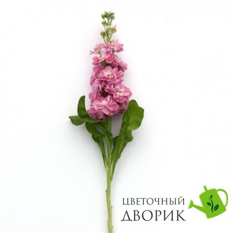 Маттіола Mathilda Antique Rose  pro-matmatantrosnew202-1000 фото