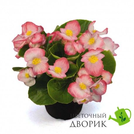 Бегонiя Sprint Plus F1 Blush Imp pro-begsprpluf1bluimp-1000 фото