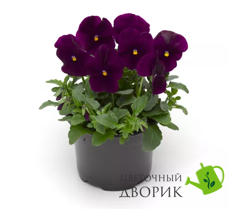 Вiола рогата Penny F1 Violet Tiger Face pro-PennyVioletTF-1000 фото