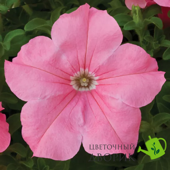 Петунія Duvet F1 Salmon pro-petduvf1sal-1000dr фото
